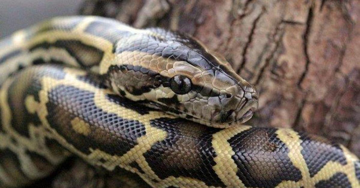 Captured moment of the Spider Ball Python, in Indonesia known as Ular Piton Bola Laba-laba.