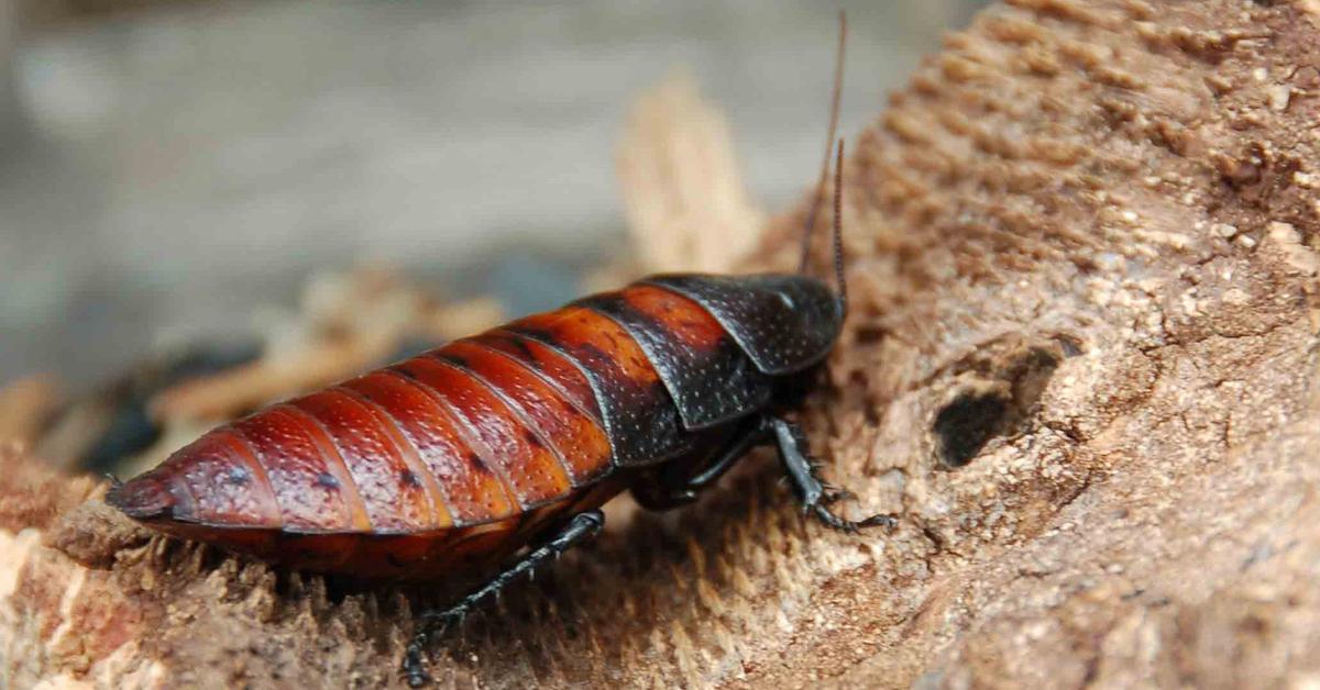 The Smokybrown Cockroach, a beautiful species also known as Kecoak Abu-abu Asap in Bahasa Indonesia.