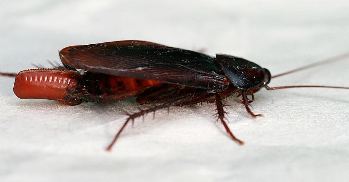 Picture of Smokybrown Cockroach, known in Indonesia as Kecoak Abu-abu Asap.