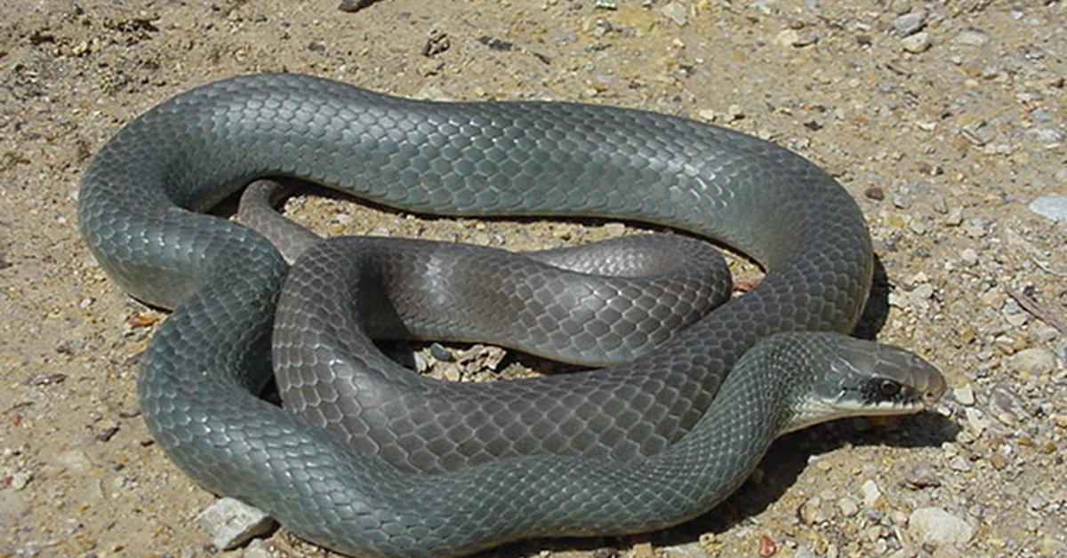 Visual of Southern Black Racer, or Ular Hitam Selatan in Indonesian, showcasing its beauty.