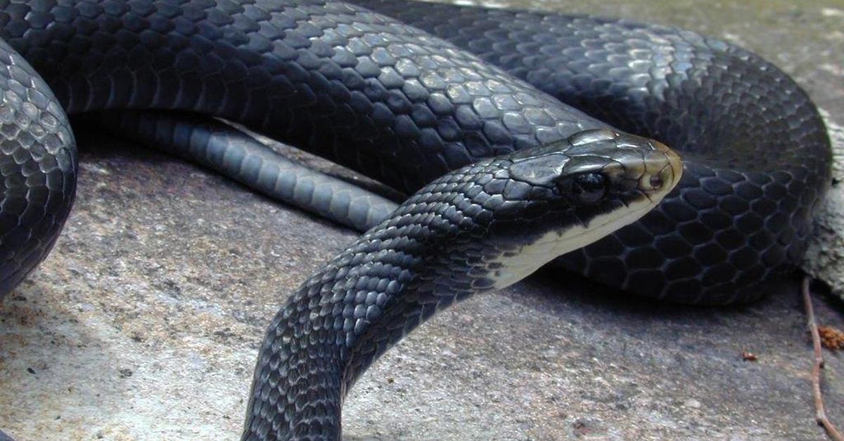 Image showcasing the Southern Black Racer, known in Indonesia as Ular Hitam Selatan.