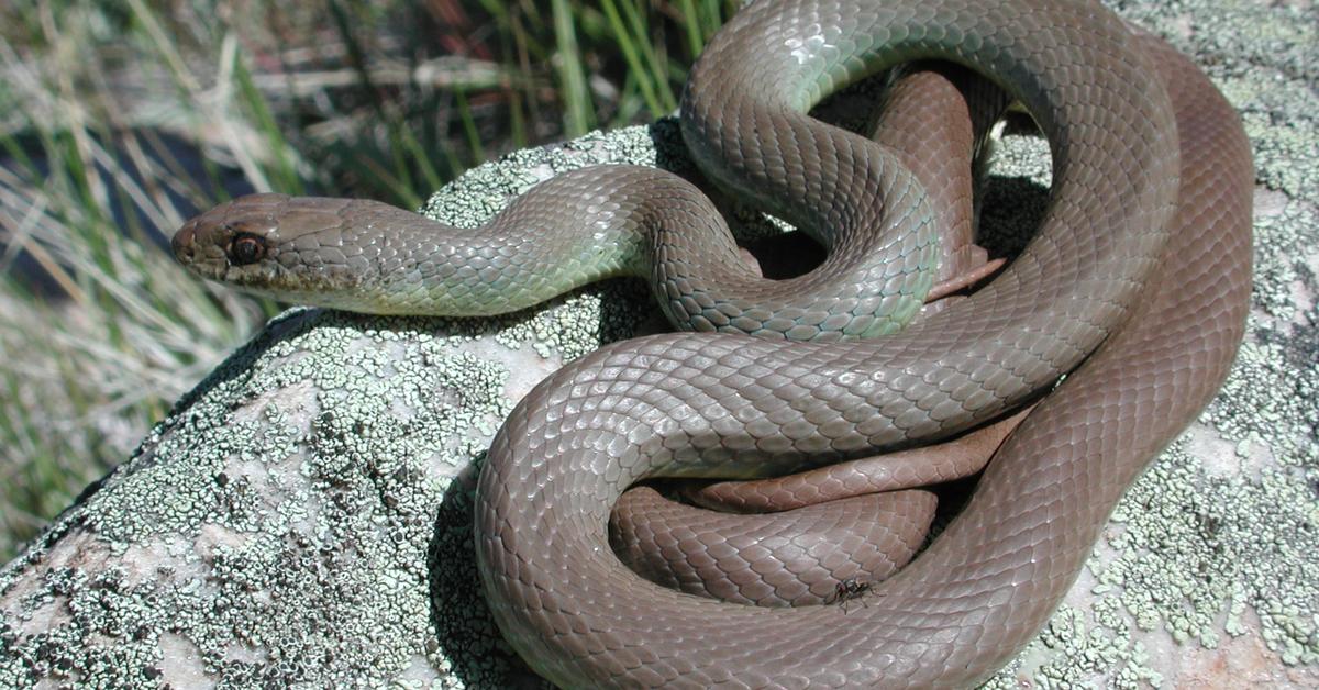 The Southern Black Racer, an example of Coluber constrictor, in its natural environment.