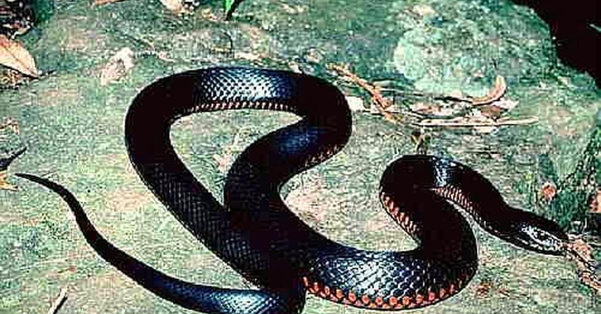 Photographic depiction of the unique Southern Black Racer, locally called Ular Hitam Selatan.