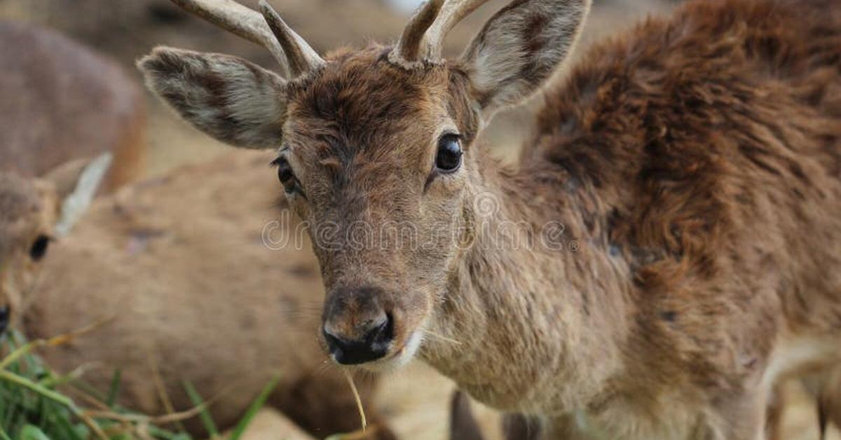 Snapshot of the intriguing Sambar, scientifically named Rusa unicolor.