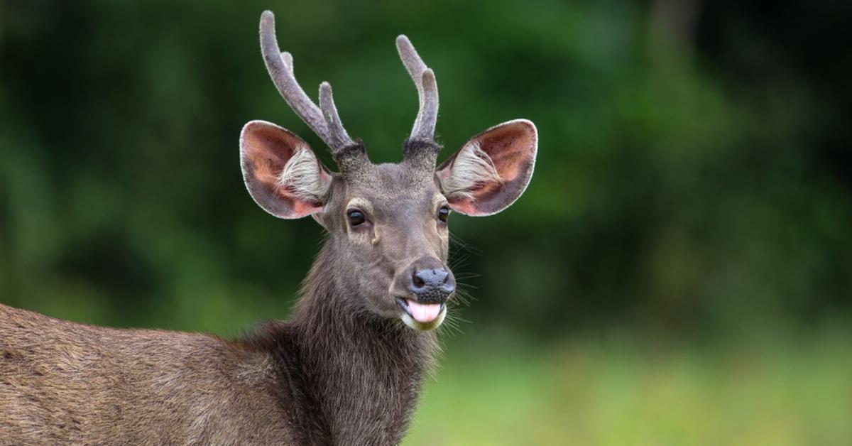 Captivating presence of the Sambar, a species called Rusa unicolor.