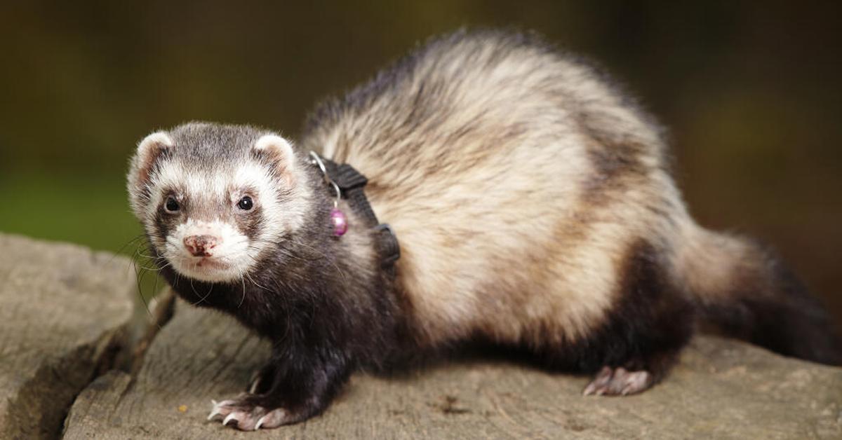 Splendid image of the Sable Ferret, with the scientific name Mustela furo.