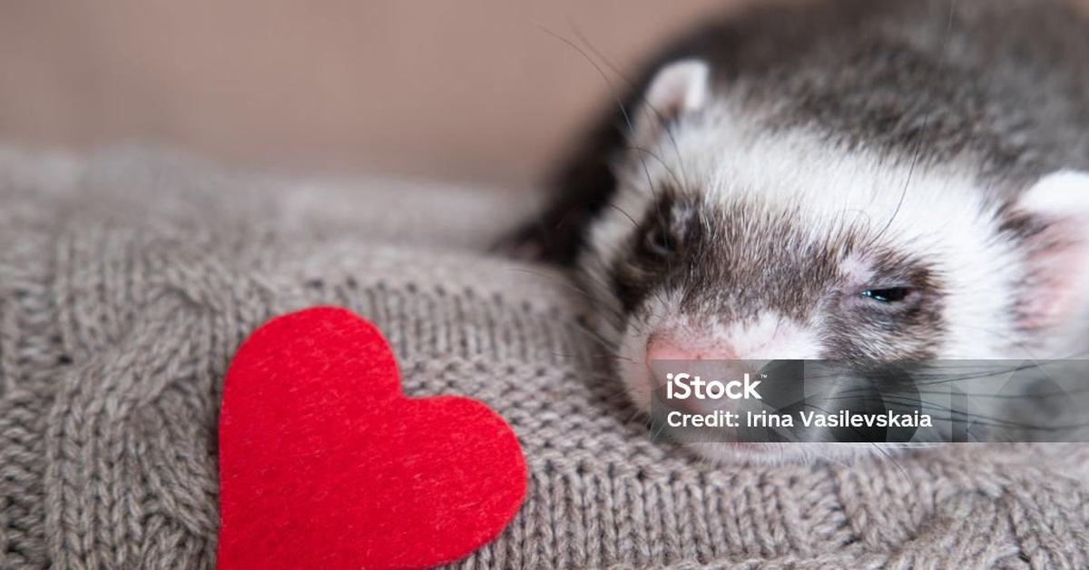 Elegant portrayal of the Sable Ferret, also known as Mustela furo.