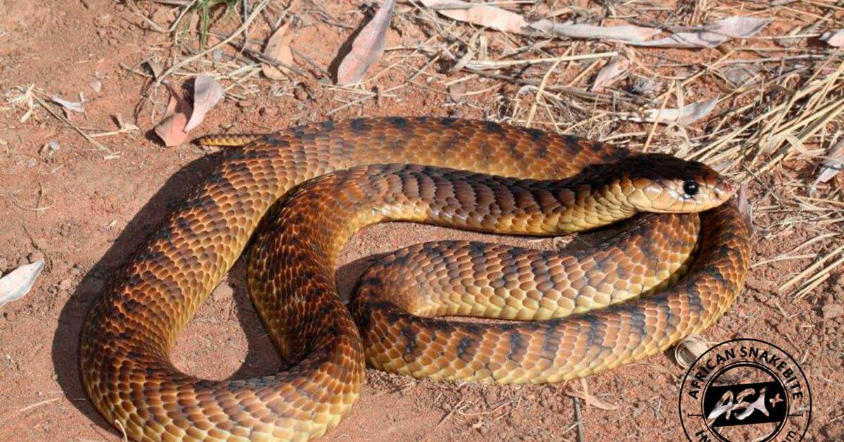 The elegant Snouted Cobra (Naja annulifera), a marvel of nature.