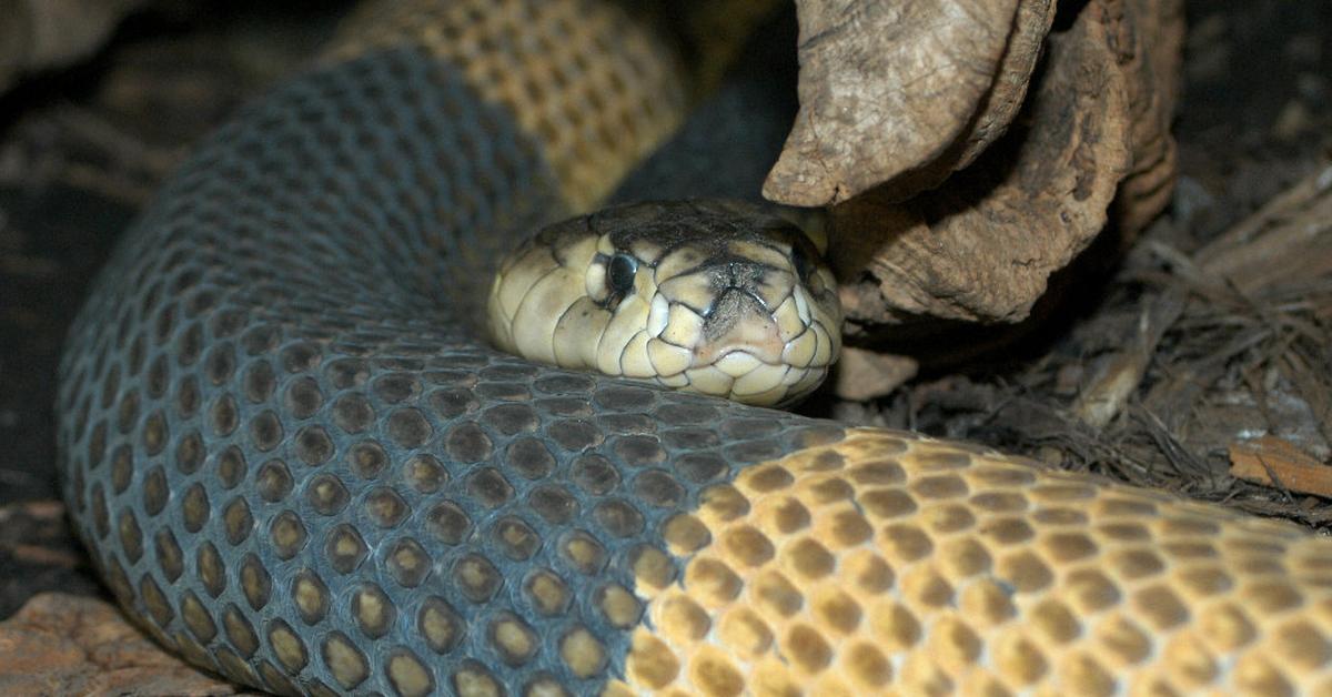 Insightful look at the Snouted Cobra, known to Indonesians as Cobra Bertanduk.