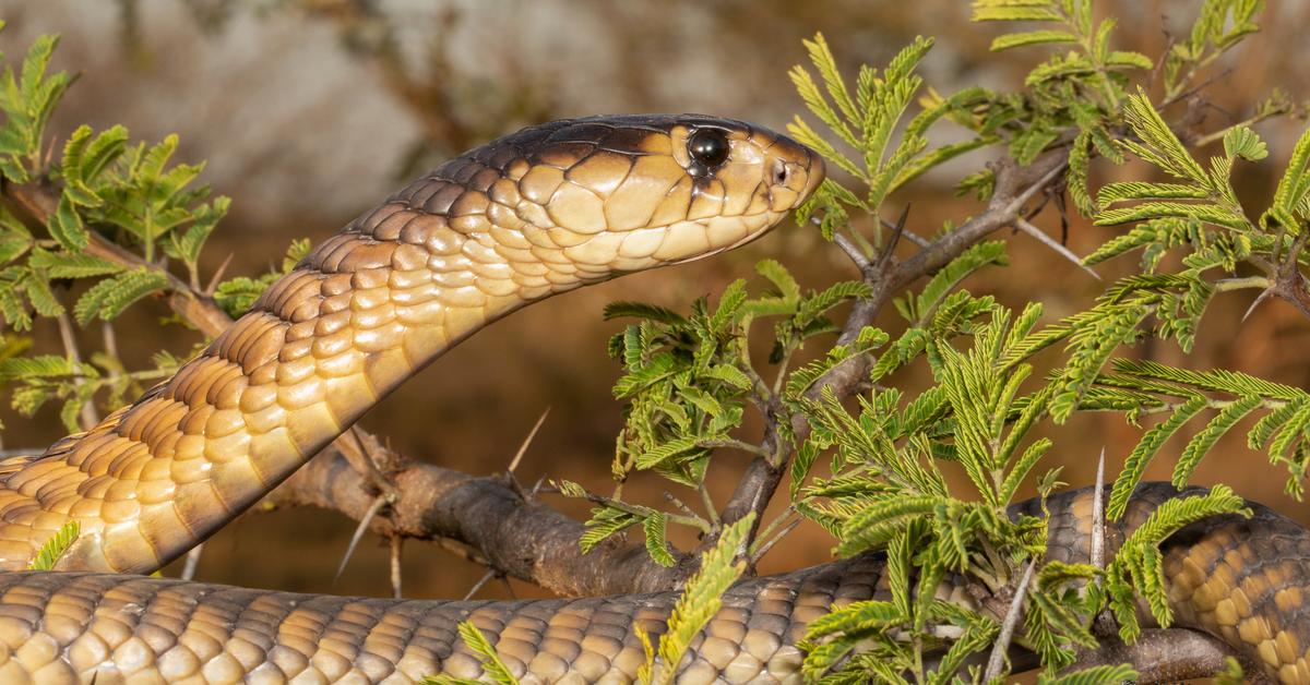 Captured beauty of the Snouted Cobra, or Naja annulifera in the scientific world.