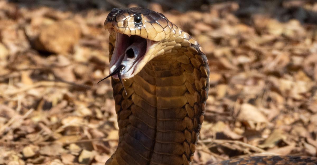 Captured elegance of the Snouted Cobra, known in Indonesia as Cobra Bertanduk.