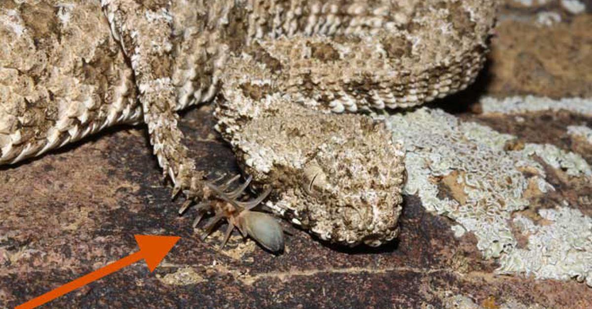 Glimpse of the Spider-Tailed Horned Viper, known in the scientific community as Pseudocerastes urarachnoides.