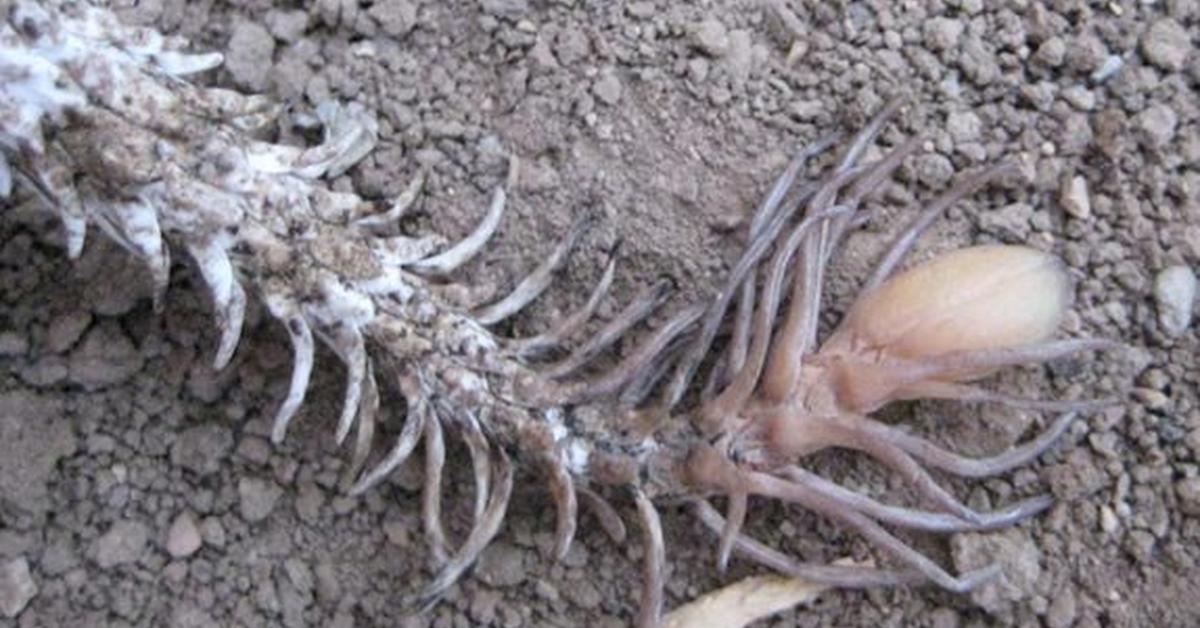 Vivid image of the Spider-Tailed Horned Viper, or Ular Berpunuk Ekor Laba-laba in Indonesian context.