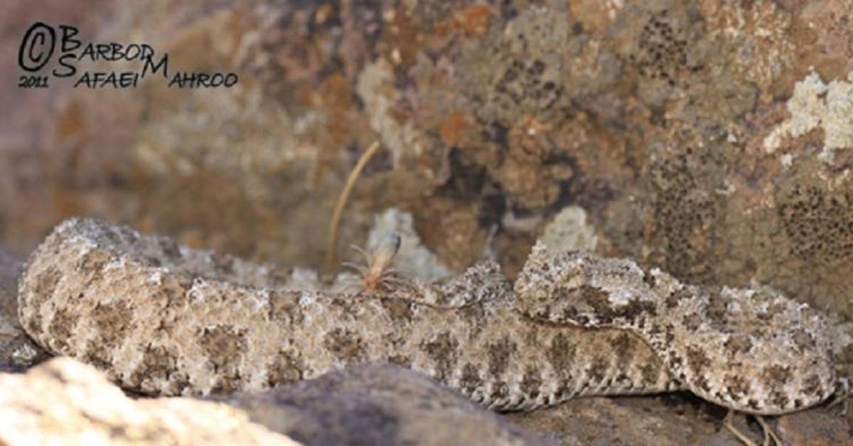 Visual representation of the Spider-Tailed Horned Viper, recognized in Indonesia as Ular Berpunuk Ekor Laba-laba.