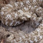 The elegant Spider-Tailed Horned Viper (Pseudocerastes urarachnoides), a marvel of nature.