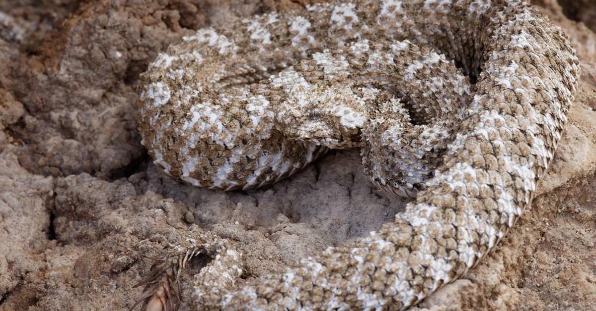 The elegant Spider-Tailed Horned Viper (Pseudocerastes urarachnoides), a marvel of nature.