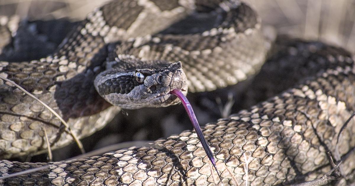 Portrait of a Sand Viper, a creature known scientifically as Cerastes viperus.