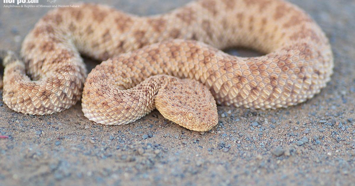 Captivating view of the Sand Viper, known in Bahasa Indonesia as Ular Pasir.