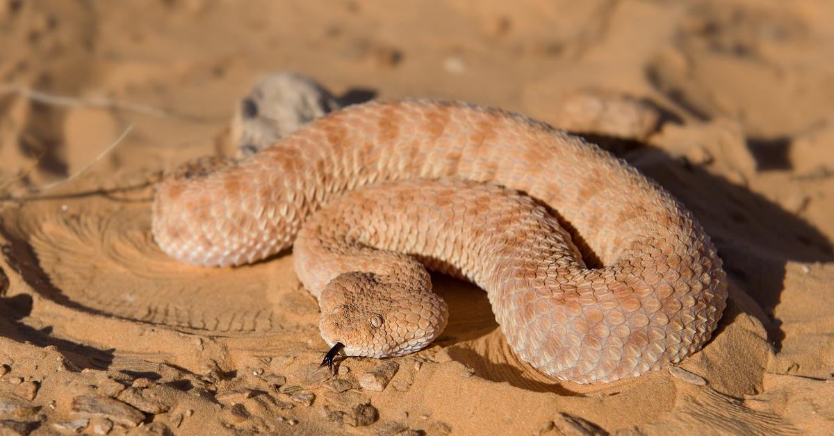 Glimpse of the Sand Viper, known in the scientific community as Cerastes viperus.