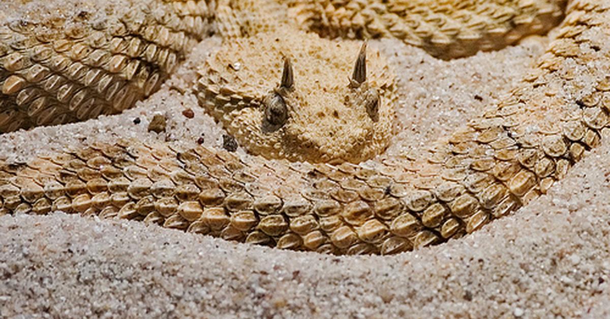 Image showcasing the Sand Viper, known in Indonesia as Ular Pasir.