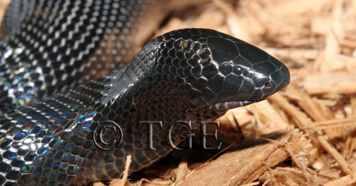 Captivating presence of the Stiletto Snake, a species called Atractaspis.