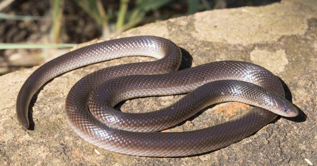 Image of the Stiletto Snake (Atractaspis), popular in Indonesia as Ular Stiletto.