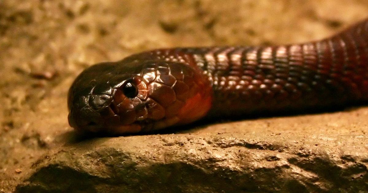 Splendid image of the Spitting Cobra, with the scientific name Naja.