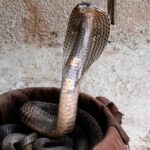 Visual of Spitting Cobra, or Cobra Meludah in Indonesian, showcasing its beauty.