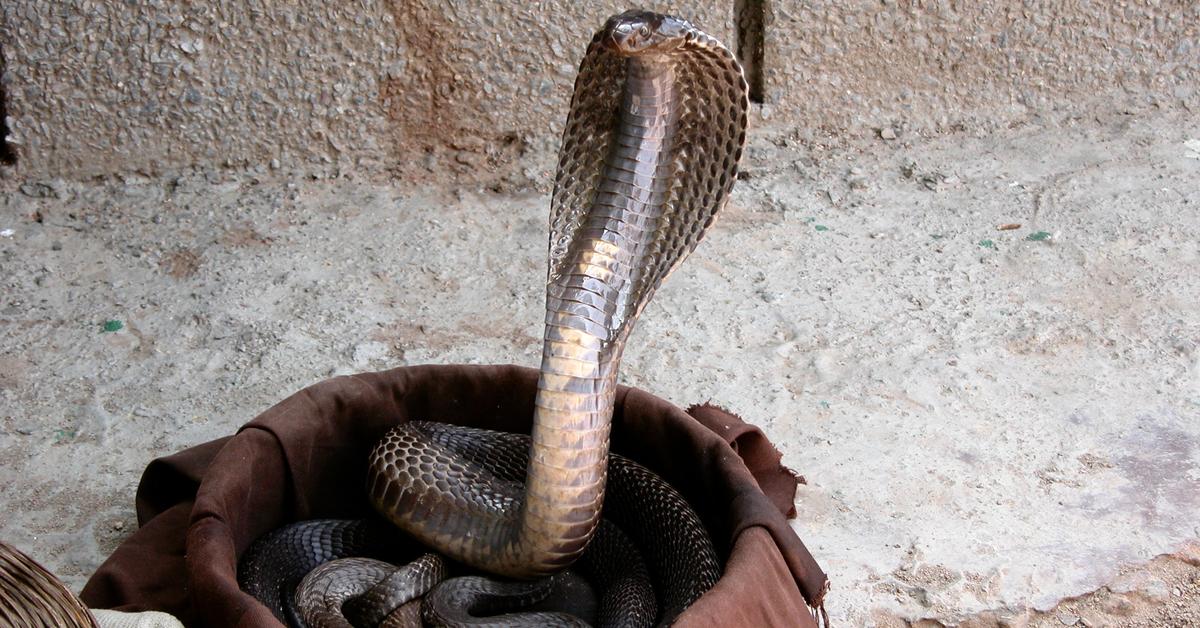 Visual of Spitting Cobra, or Cobra Meludah in Indonesian, showcasing its beauty.