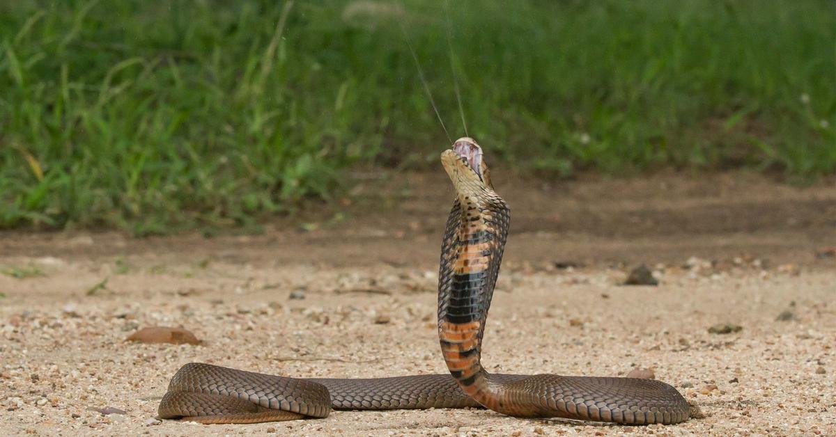 Distinctive Spitting Cobra, in Indonesia known as Cobra Meludah, captured in this image.