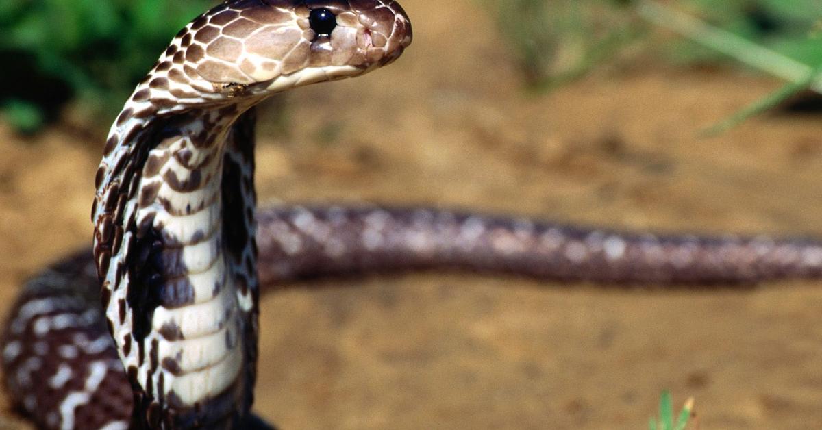 Glimpse of the Spitting Cobra, known in the scientific community as Naja.