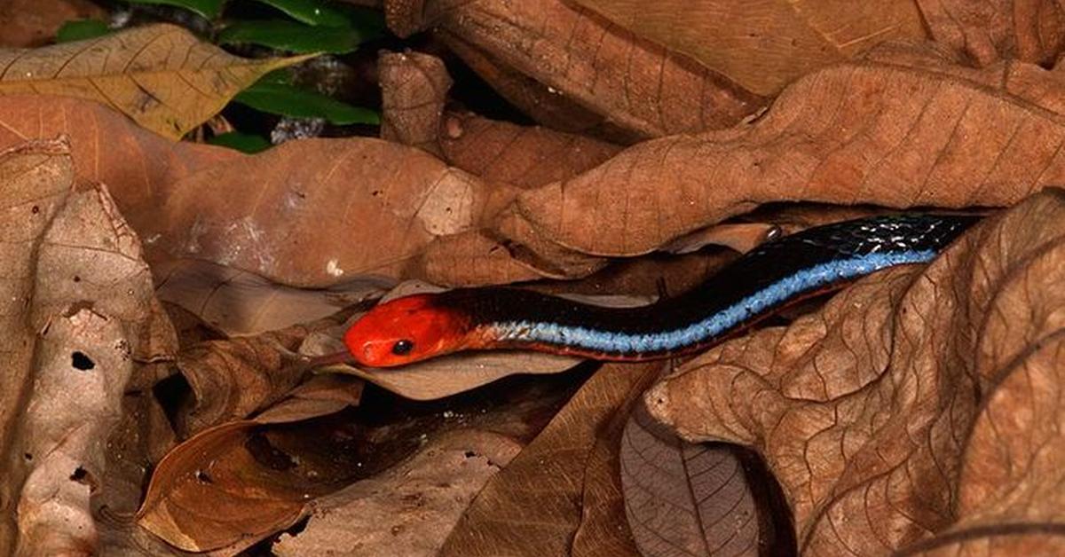 Captivating view of the Scarlet Kingsnake, known in Bahasa Indonesia as Ular Raja Merah.