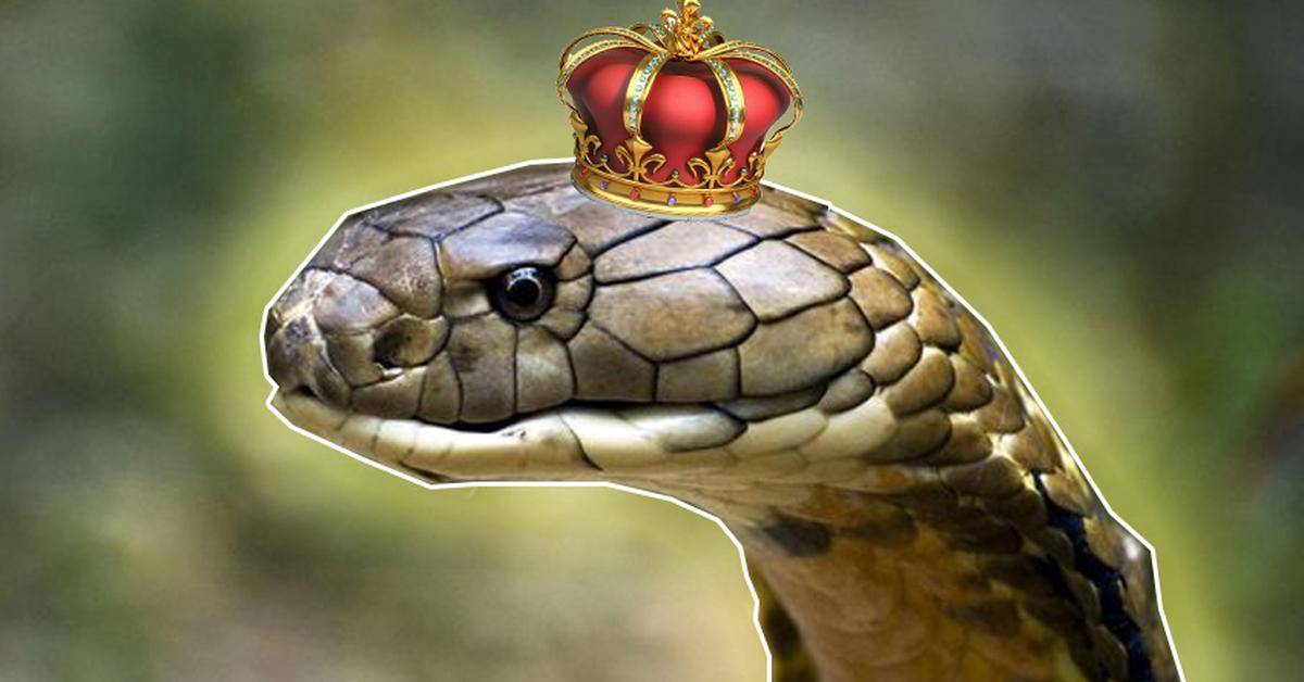 Detailed shot of the Scarlet Kingsnake, or Lampropeltis elapsoides, in its natural setting.