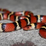 Iconic view of the Scarlet Kingsnake, or Lampropeltis elapsoides, in its habitat.