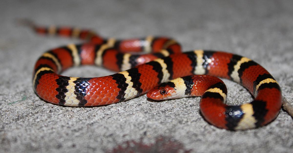 Iconic view of the Scarlet Kingsnake, or Lampropeltis elapsoides, in its habitat.