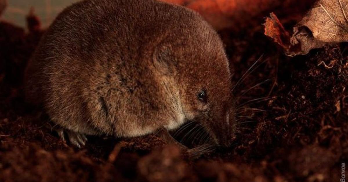 Snapshot of the intriguing Shrew, scientifically named Soricidae.