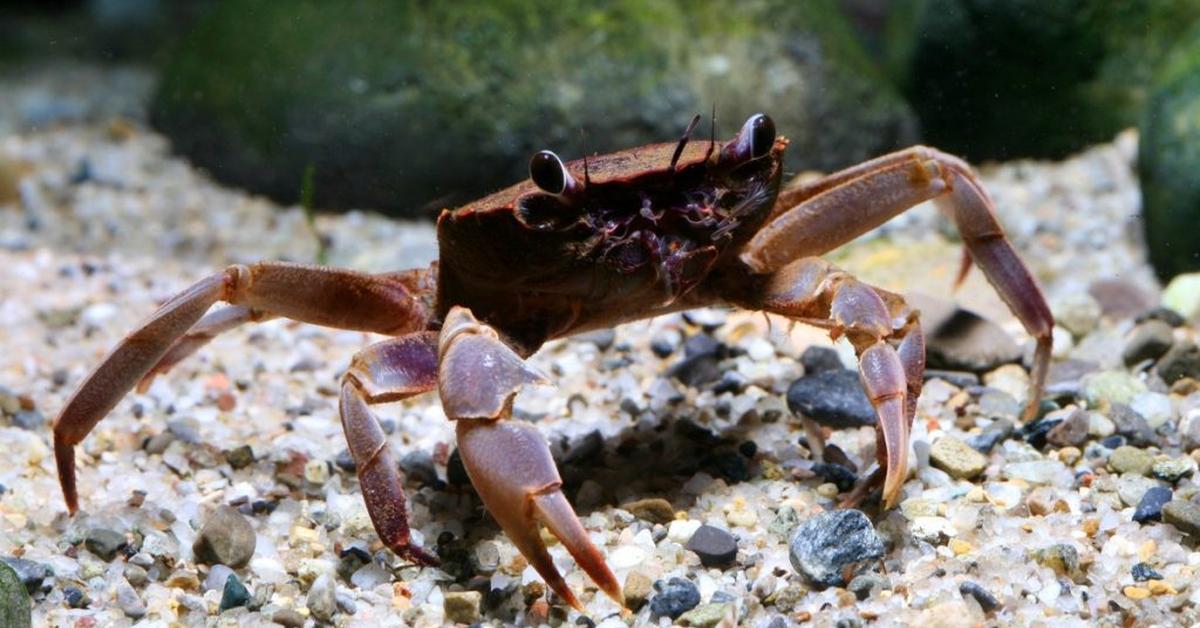 Elegant portrayal of the Sand Crab, also known as Emerita.