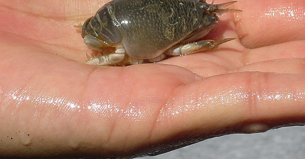 Vibrant snapshot of the Sand Crab, commonly referred to as Kepiting Pasir in Indonesia.