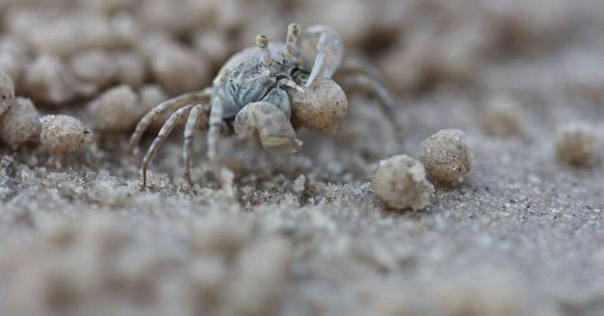 Portrait of a Sand Crab, a creature known scientifically as Emerita.