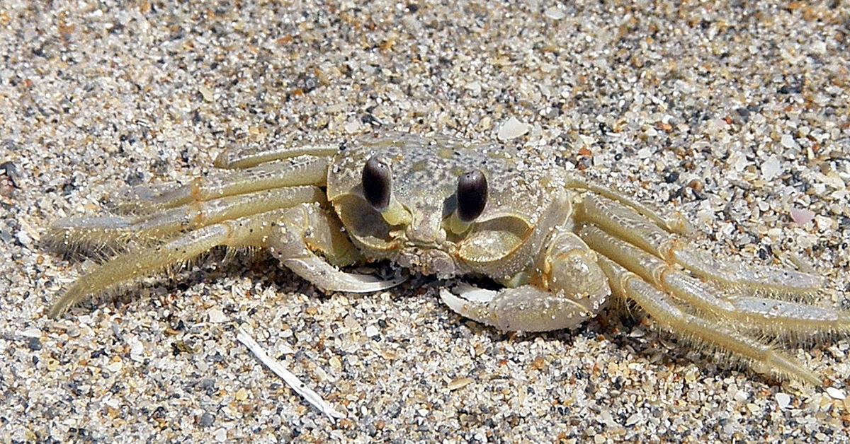 Exquisite image of Sand Crab, in Indonesia known as Kepiting Pasir.