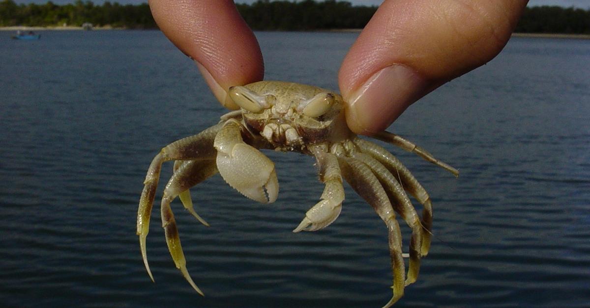 Enchanting Sand Crab, a species scientifically known as Emerita.