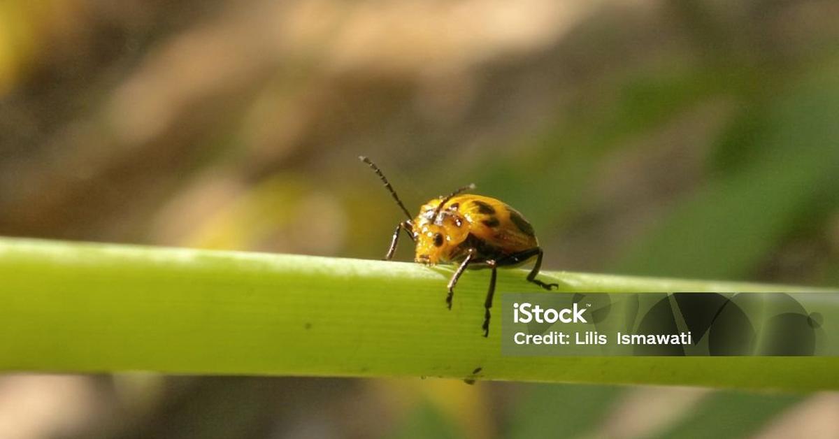 Close encounter with the Squash Beetle, scientifically called Epilachna borealis.