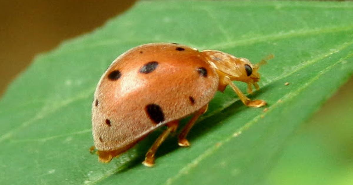 Snapshot of the intriguing Squash Beetle, scientifically named Epilachna borealis.