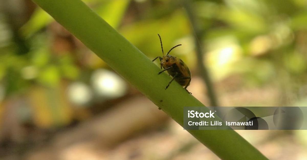 A beautiful representation of the Squash Beetle, scientifically Epilachna borealis.