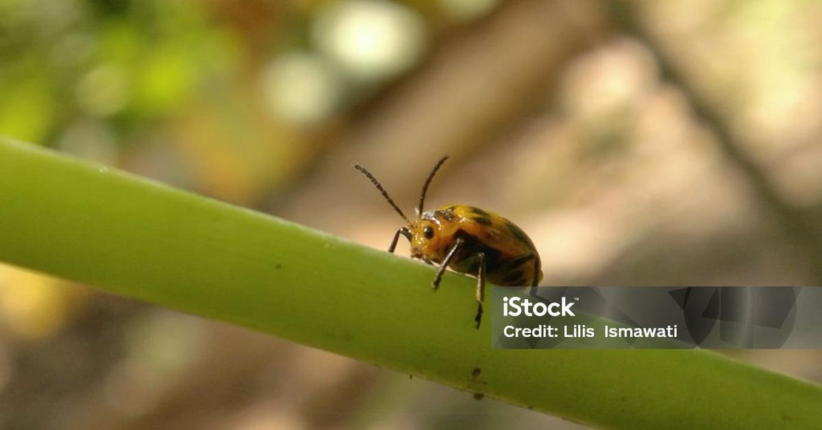 Captured elegance of the Squash Beetle, known in Indonesia as Kumbang Labu.