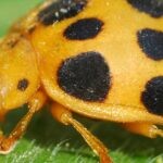 Stunning image of the Squash Beetle (Epilachna borealis), a wonder in the animal kingdom.