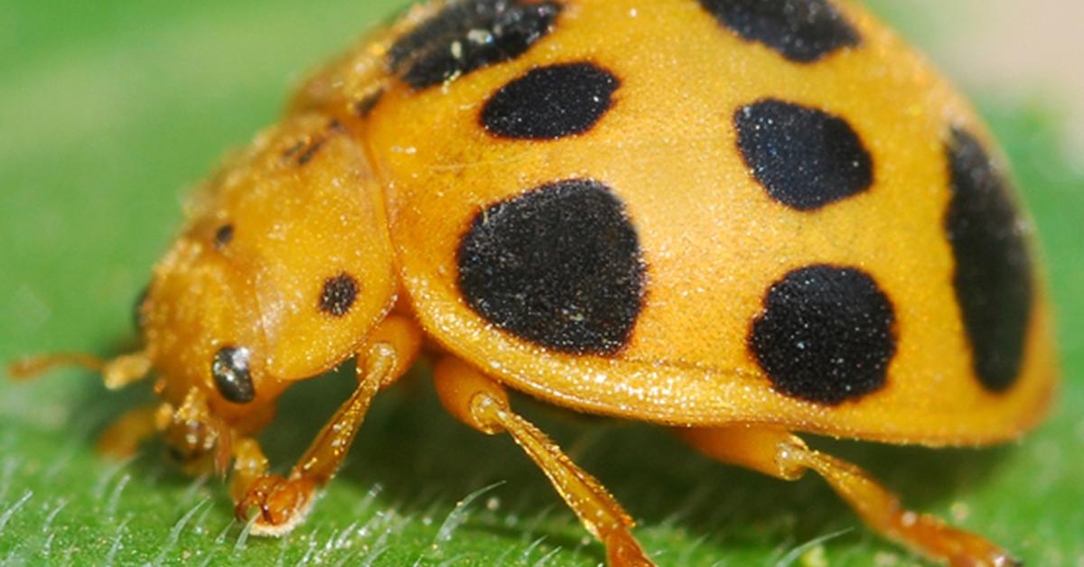 Stunning image of the Squash Beetle (Epilachna borealis), a wonder in the animal kingdom.