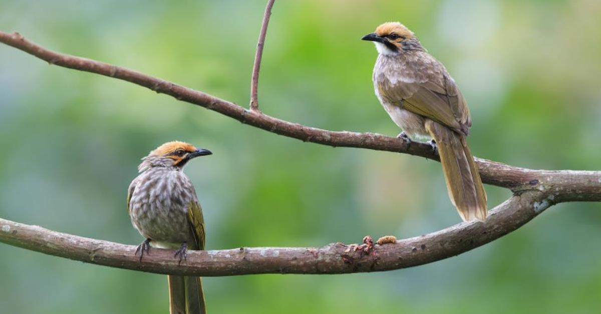 Striking appearance of the Song Thrush, known in scientific circles as Turdus philomelos.