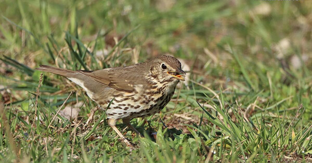 The Song Thrush, a species known as Turdus philomelos, in its natural splendor.