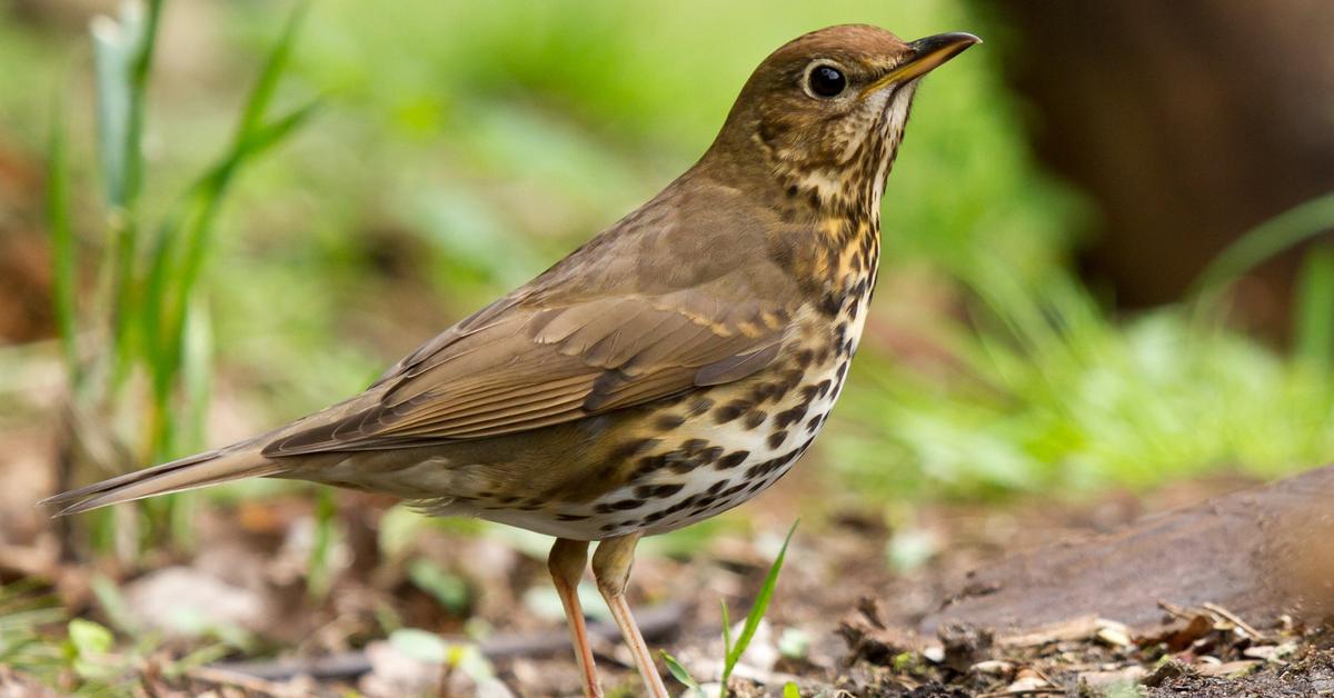 Iconic view of the Song Thrush, or Turdus philomelos, in its habitat.